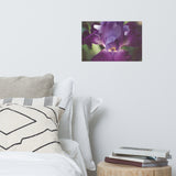Glowing Iris Moody Midnight Floral Nature Photo Loose Unframed Wall Art Prints
