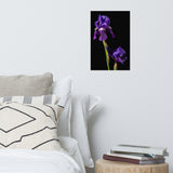Iris on Black Floral Nature Photo Loose Unframed Wall Art Prints