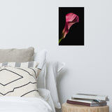 Pink Calla Lily Flower on Black Floral Nature Photo Loose Unframed Wall Art Prints