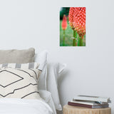 Red Hot Pokers Floral Nature Photo Loose Unframed Wall Art Prints