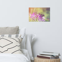Spider Flower in Glory Light With Spotted Moth Floral Nature Photo Loose Unframed Wall Art Prints