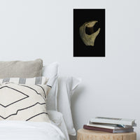 States of Erosion Image 5 Whelk Shell Coastal Nature Photo Loose Unframed Wall Art Prints