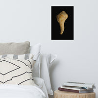 States of Erosion Image 9 Whelk Shell Coastal Nature Photo Loose Unframed Wall Art Prints