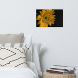 Sunflower from Left Floral Nature Photo Loose Unframed Wall Art Prints