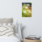Tranquil Carolina Spring Beauty Floral Nature Photo Loose Unframed Wall Art Prints