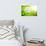 Beauty of the Forest Floor Floral Nature Photo Loose Unframed Wall Art Prints