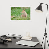 Baby Red Fox Chillin Wildlife Photo Loose Wall Art Prints