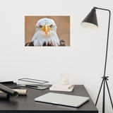 Bald Eagle Portrait Close-up 2 Loose Wall Art Print