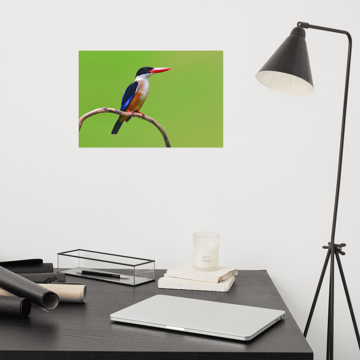 Black Capped Kingfisher Bird on Perch Loose Wall Art Print