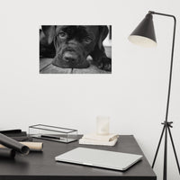 Cane Corso on Porch Animal / Dog Black & White Loose Wall Art Print