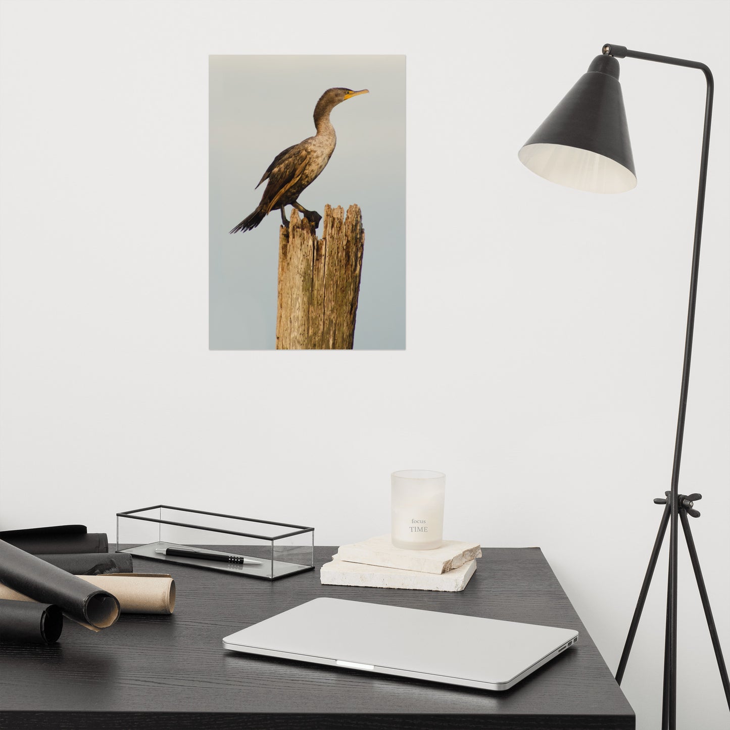 Double Crested Cormorant Bird / Animal / Wildlife Photograph Loose Wall Art Print