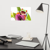 Happy Red Eyed Tree Frog Sitting on Purple Tulip Flower Bloom Wildlife Nature Photo Loose Wall Art Print