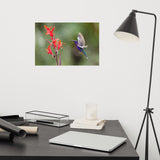 Hummingbird with Little Red Flowers Loose Wall Art Print