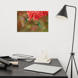 Hummingbirds with Reddish-Orange Flowers Loose Wall Art Print