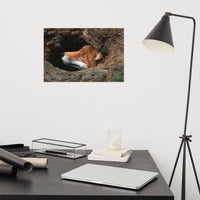 Red Fox Face in Stump Of Tree Animal Wildlife Nature Photograph Loose Wall Art Print