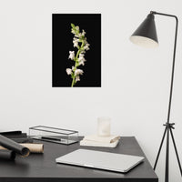 White Snapdragons Floral Nature Photo Loose Unframed Wall Art Prints
