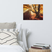 Old Magical Tree in Forest with Glory Rays Landscape Photo Loose Wall Art Prints