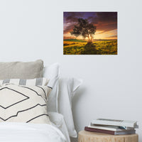 Countryside Olive Tree Sunset Landscape Photo Loose Wall Art Prints