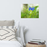 Asiatic Dayflower Floral Nature Photo Loose Unframed Wall Art Prints