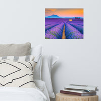 Blooming Lavender Field and Sunset Loose Wall Art Prints