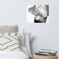 Bold Iris on White Black and White Floral Nature Photo Loose Unframed Wall Art Prints