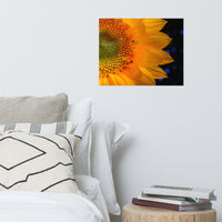 Close-up Sunflower Floral Nature Photo Loose Unframed Wall Art Prints