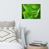 Cupped Droplet Botanical Nature Photo Loose Unframed Wall Art Prints