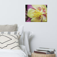 Delicate Columbine Floral Nature Photo Loose Unframed Wall Art Prints