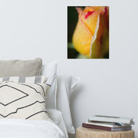 Dew on Yellow Rose Floral Nature Photo Loose Unframed Wall Art Prints