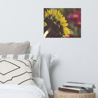 Dramatic Backside of Sunflower Grain Floral Nature Photo Loose Unframed Wall Art Prints