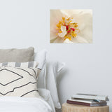 Eye of Peony Floral Nature Photo Loose Unframed Wall Art Prints