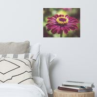 Moody Young-And-Old Age Pink Zinnia Floral Nature Photo Loose Unframed Wall Art Prints