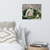 Seaweed and Shells Coastal Nature Photo Loose Unframed Wall Art Prints