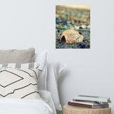 Shell at Bowers 2 Coastal Nature Photo Loose Unframed Wall Art Prints