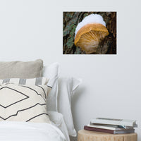 Snow Fungus Botanical Nature Photo Loose Unframed Wall Art Prints