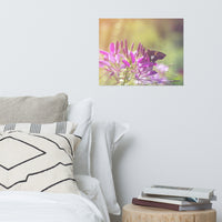 Spider Flower in Glory Light With Spotted Moth Floral Nature Photo Loose Unframed Wall Art Prints