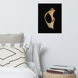 States of Erosion Image 2 Whelk Shell Coastal Nature Photo Loose Unframed Wall Art Prints
