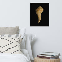 States of Erosion Image 9 Whelk Shell Coastal Nature Photo Loose Unframed Wall Art Prints