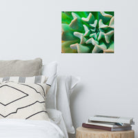 Succulent Botanical Nature Photo Loose Unframed Wall Art Prints