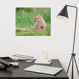 Baby Red Fox Chillin Wildlife Photo Loose Wall Art Prints
