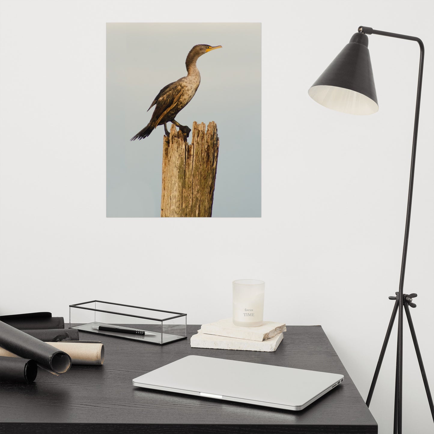 Double Crested Cormorant Bird / Animal / Wildlife Photograph Loose Wall Art Print