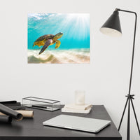 Hawaiian Green Sea Turtle In Turquoise Blue Sea and Sandbars Animal Wildlife Photograph Loose Wall Art Print