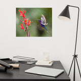 Hummingbird with Little Red Flowers Loose Wall Art Print