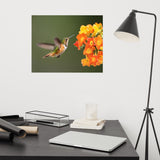 Hummingbird with Little Yellow-Orange Flowers Loose Wall Art Print