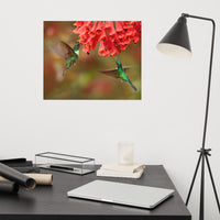 Hummingbirds with Reddish-Orange Flowers Loose Wall Art Print
