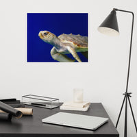 Sea Turtle 2 Loose Wall Art Print