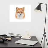 Young Red Fox Face On White Animal Wildlife Nature Photograph Loose Wall Art Print