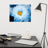 Blue Tinted Chrysanthemums Floral Nature Photo Loose Wall Art Print