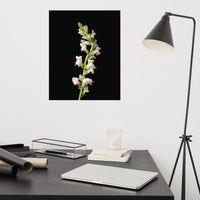 White Snapdragons Floral Nature Photo Loose Unframed Wall Art Prints