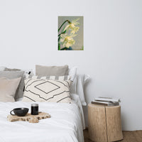 Colorized Daffodils Floral Nature Photo Loose Unframed Wall Art Prints